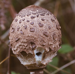 beautiful mushrooms. regretably I don't know name. Photo taken in Ravensdale forest park, co louth, ireland.