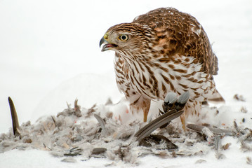 Cooper Hawk