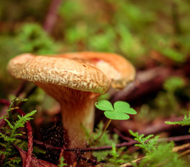 Paxillus involutus