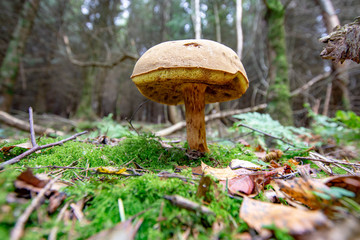 beautiful edible mushroom from the ground. Photo taken in Ravensdale forest park, co louth, ireland.