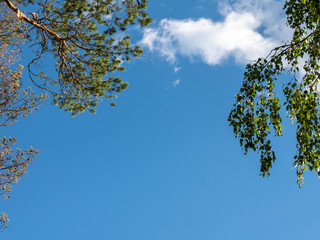 Branches of pine and birch trees against the blue sky