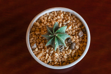 Tiny cactus in a pot