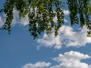 Branches of birch tree against the blue sky