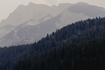 tree-covered mountains in the fog