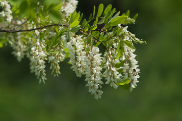 Flowering branches of white acacia in spring.