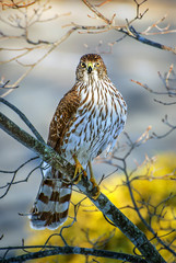 Cooper Hawk