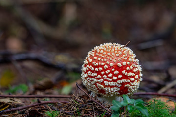 Amanita muscaria