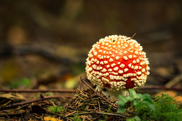 Amanita muscaria
