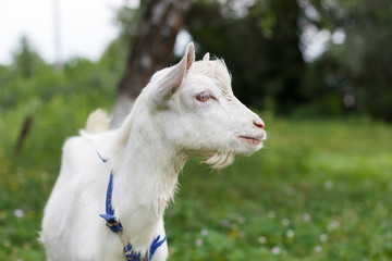 gray white goat goat grazes in a meadow summer or spring sunny   spring summer sunny mood animal warming in the meadow