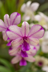 Orchid flower in tropical garden. Selective focus. Close up. Floral background.