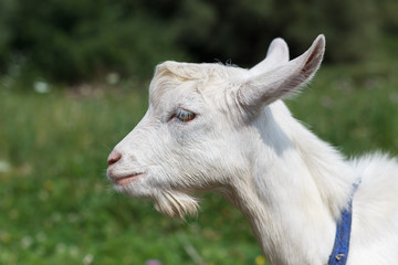 gray white goat goat grazes in a meadow summer or spring sunny   spring summer sunny mood animal warming in the meadow