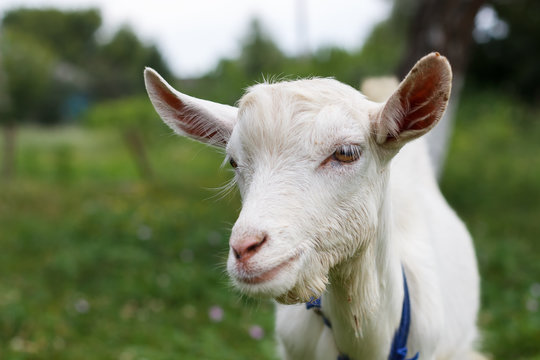 gray white goat goat grazes in a meadow summer or spring sunny   spring summer sunny mood animal warming in the meadow