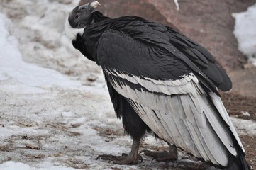 Condor in winter