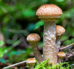 Armillaria mellea
