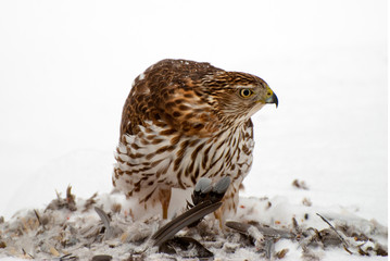 Cooper Hawk