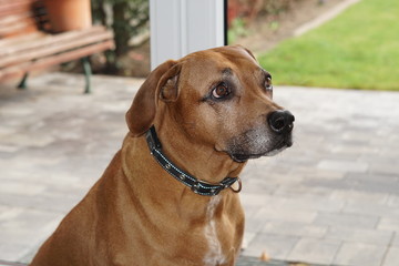Rhodesian Ridgeback