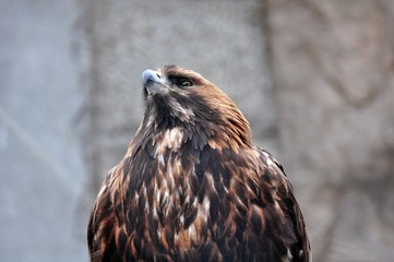 portrait of a bird of prey