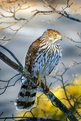 Cooper Hawk