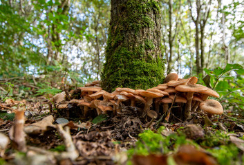 Fototapeta premium Armillaria mellea