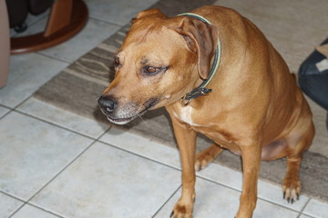 Rhodesian Ridgeback