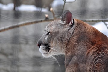 Naklejka premium Portrait of a puma