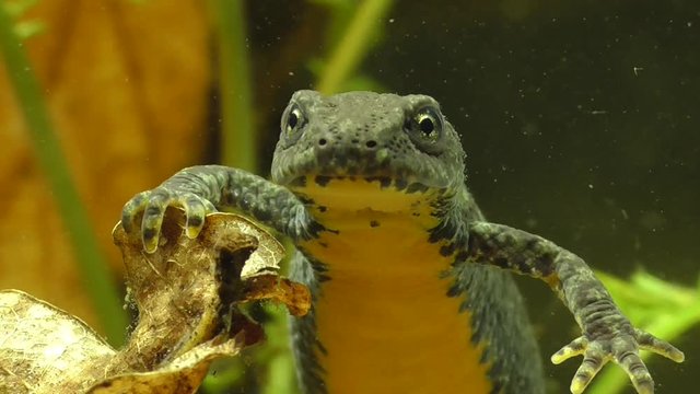 Bergmolche, Alpine newt, Ichthyosaura alpestris