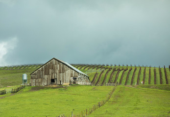 Barn and field of grape vines in Napa Valley, California.