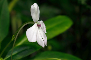 white flower