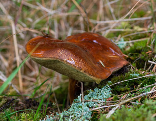 Boletus badius