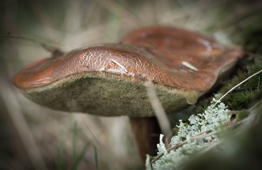 Boletus badius