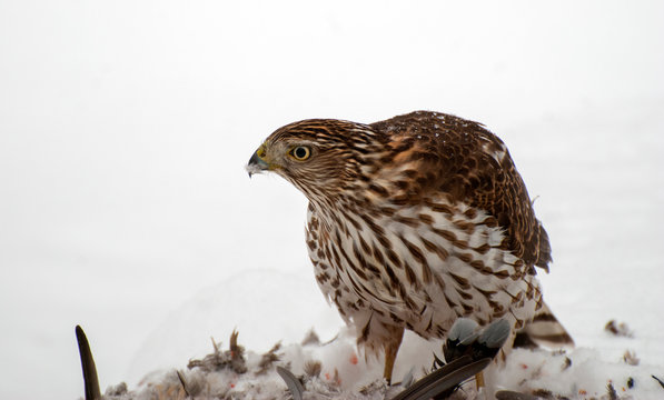 Cooper Hawk