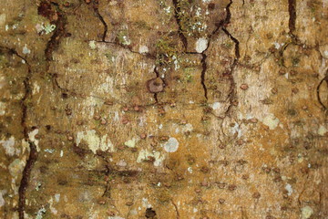Texture écorce