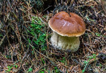 Boletus edulis