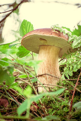 Boletus edulis
