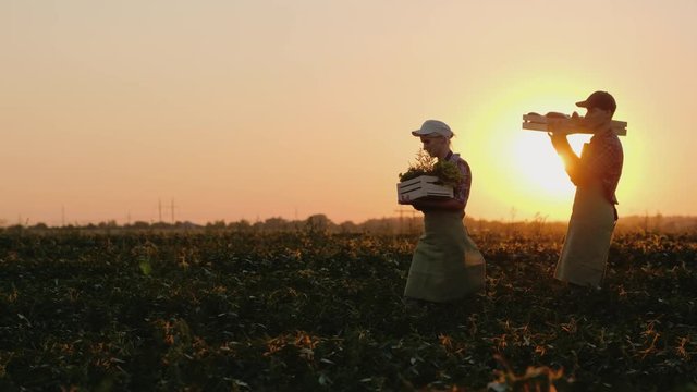 Two farmers carry boxes with vegetables on the field