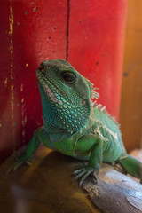 Iguane vert
