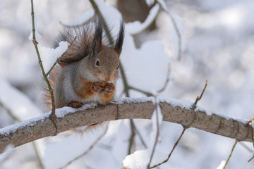 Naklejka na ściany i meble Squirrel in the winter forest Sidin on a branch and eats.
