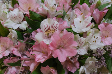 Fresh Flower Background