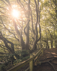 Sonnenschein im Wald