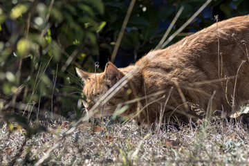 Roter Kater prischt sich an