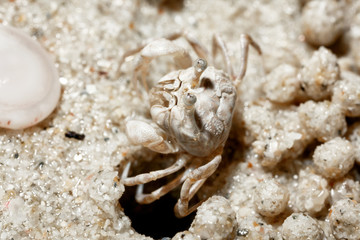 A tiny crab in the sand by the sea.