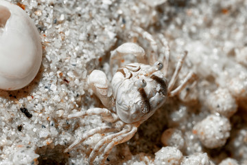 A tiny crab in the sand by the sea.