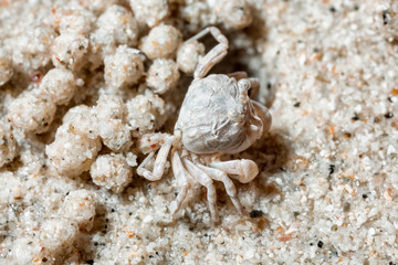 A tiny crab in the sand by the sea.