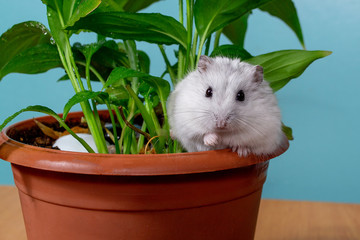 mouse hamster on a table with a green flower