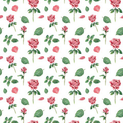 Seamless pattern, made of pink blooming roses, hand drawn botanical illustration, isolated on white.