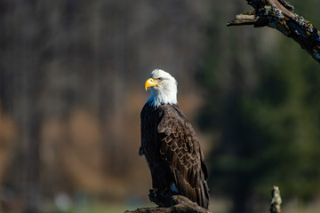 Pearched Bald Eagle