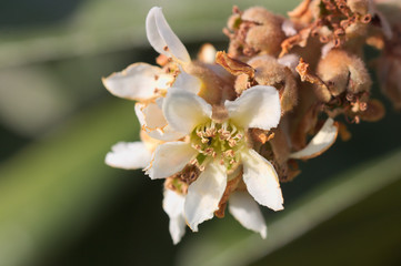 Macro photograph of some medlar tree flowers