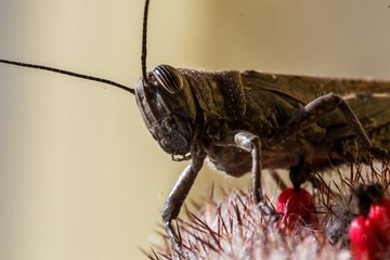 insect - grasshopper closeup sitting on a cactus