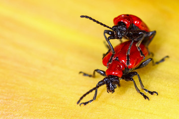 Scarlet lily beetles mating on a plant leaf