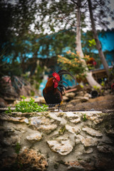Colorful rooster in the garden